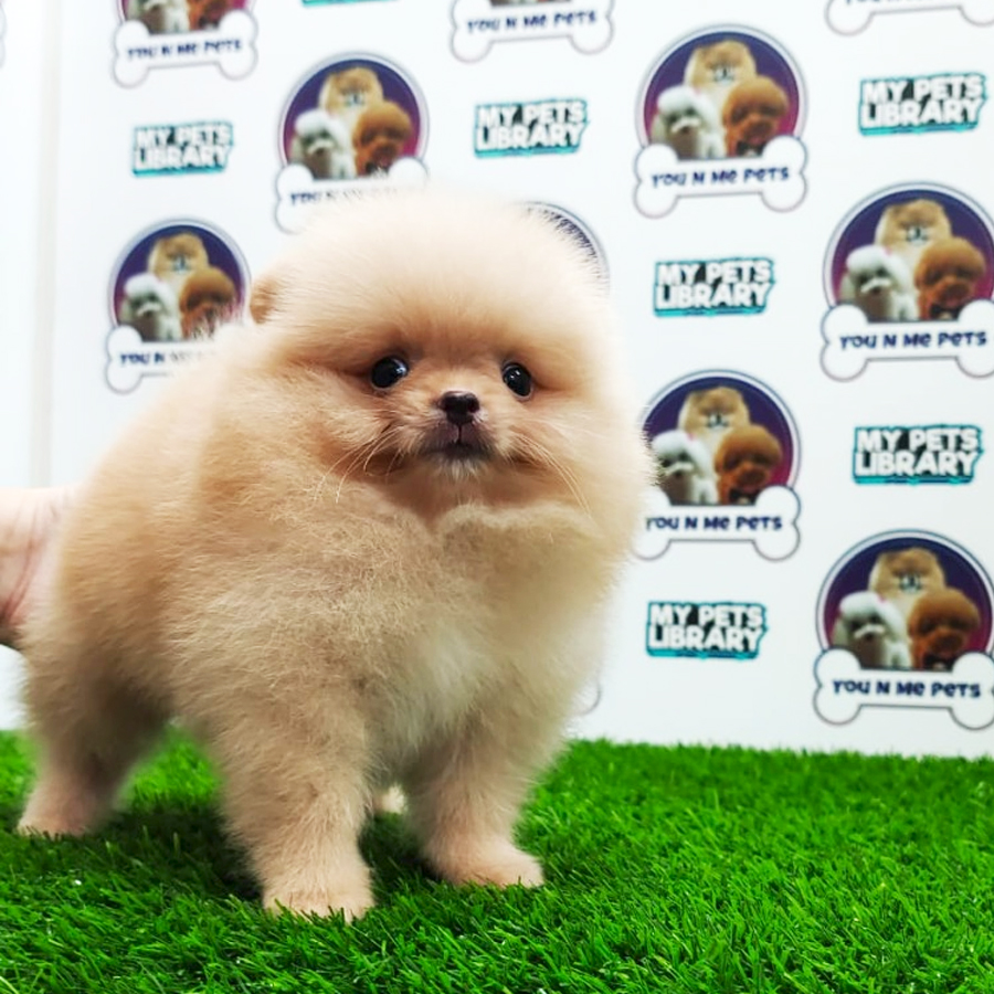 MKA Pomeranian Puppy (Male) For Sale