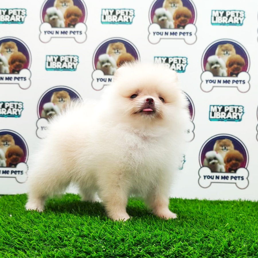 MKA Pomeranian Puppy (Female) For Sale