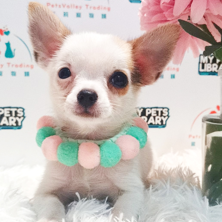Chihuahua Puppy (Female) For Sale