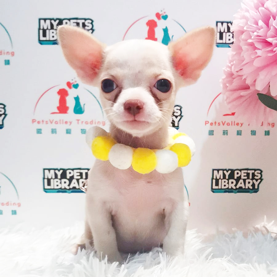 Chihuahua Puppy (Female) For Sale