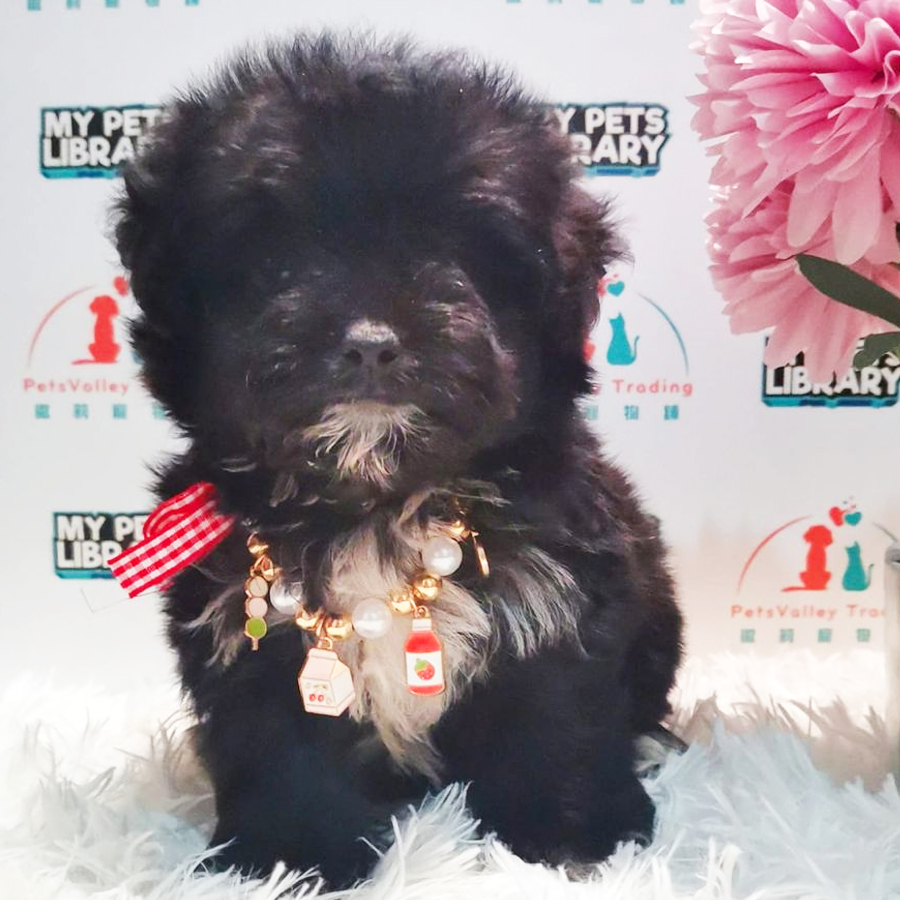 Maltipoo Puppy (Female) For Sale