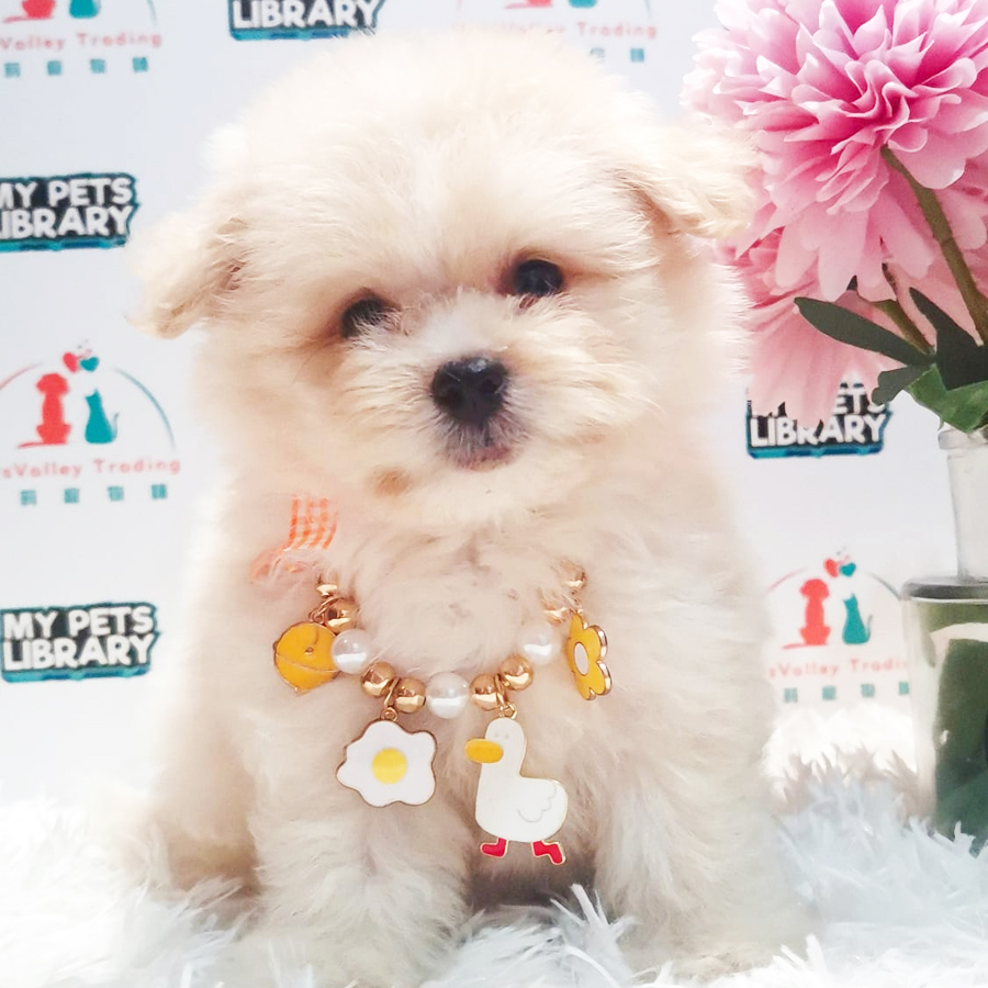 Maltipoo Puppy (Female) For Sale