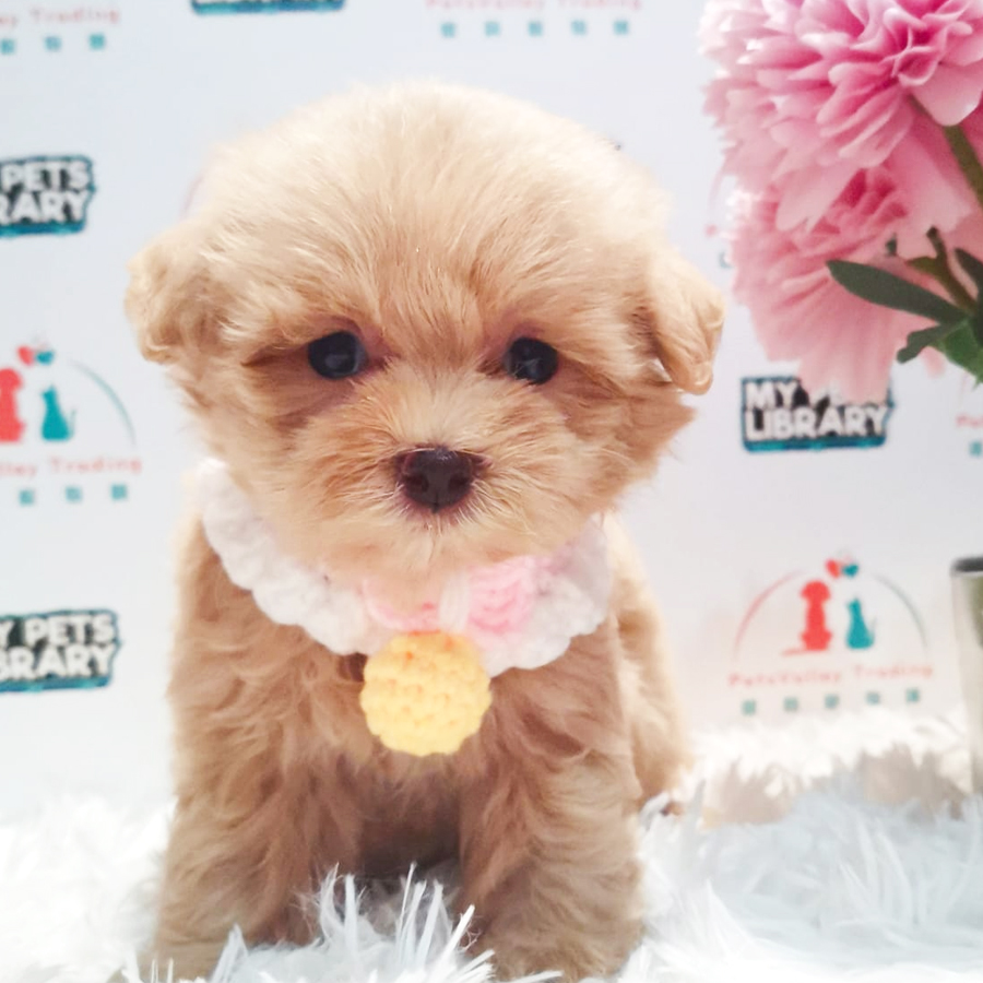 Maltipoo Puppy (Male) For Sale