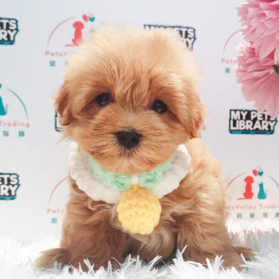Maltipoo Puppy (Female) For Sale