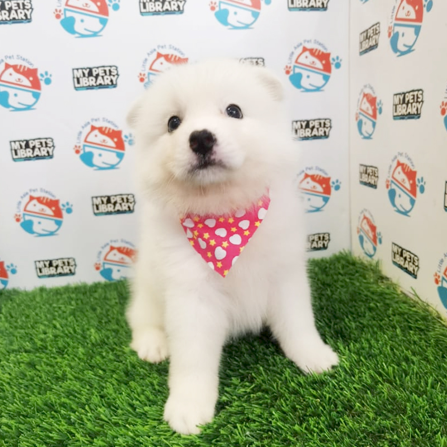 Japanese Spitz Puppy (Female) For Sale