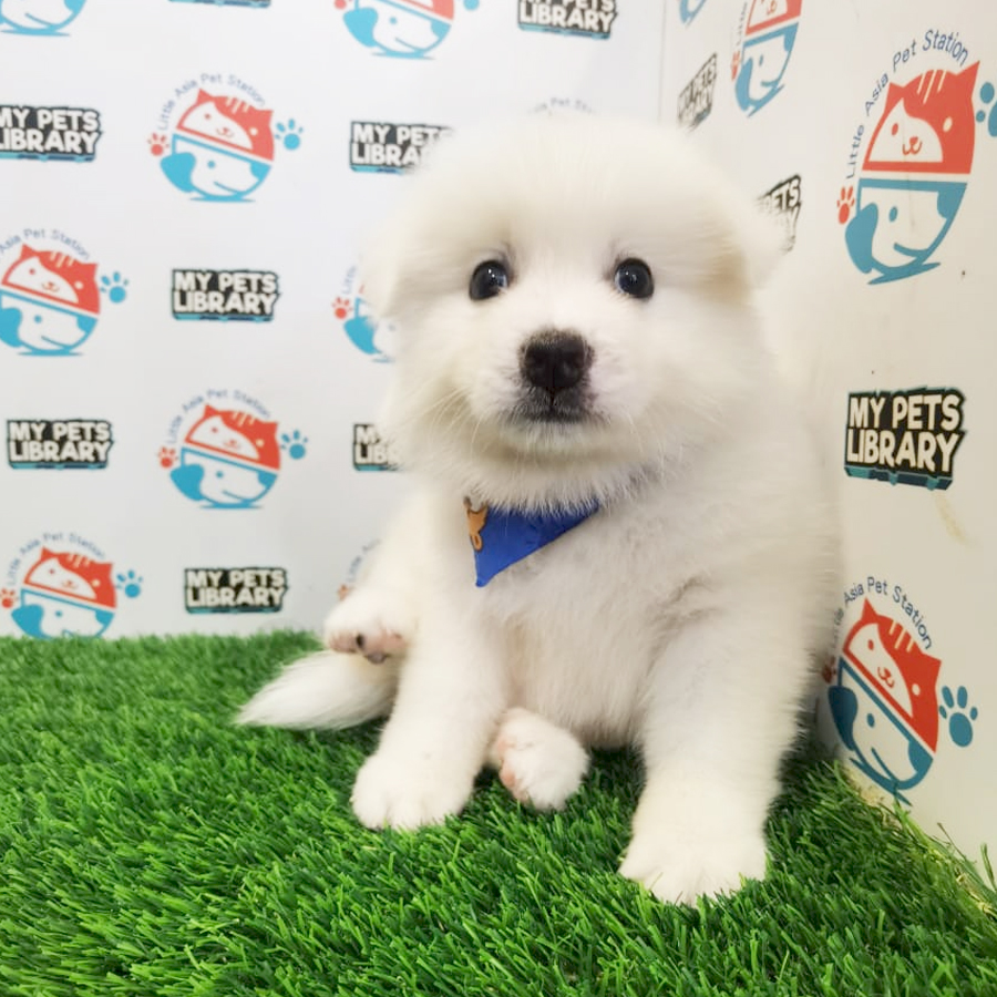 Japanese Spitz Puppy (Male) For Sale