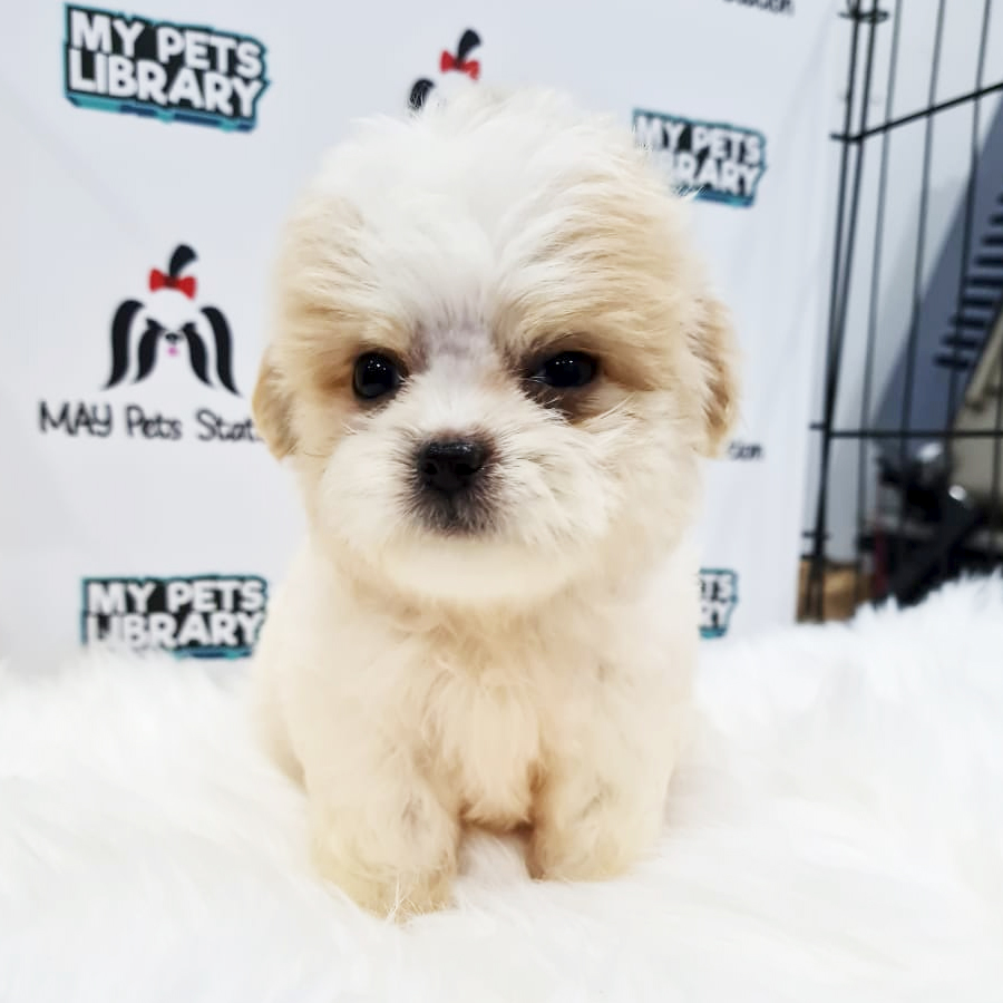Maltipoo Puppy (Female) For Sale