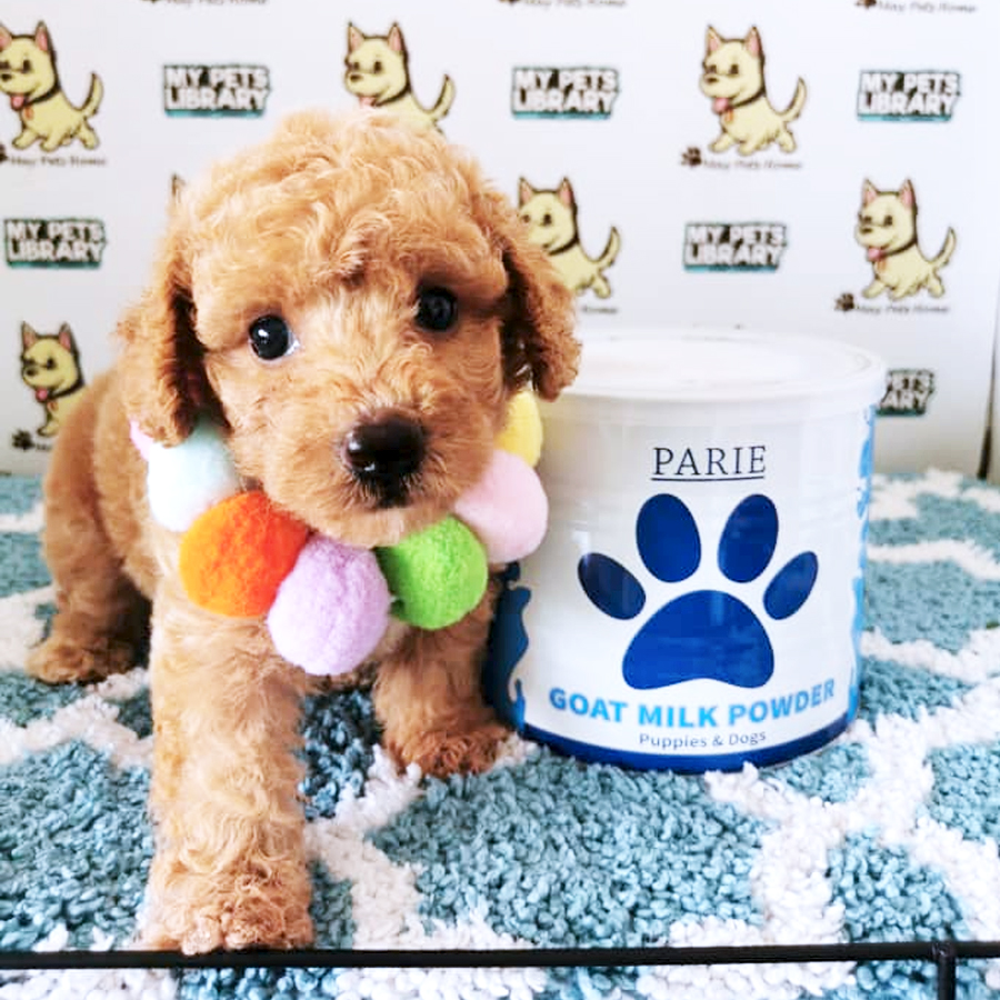 Toy Poodle Puppy (Male) For Sale