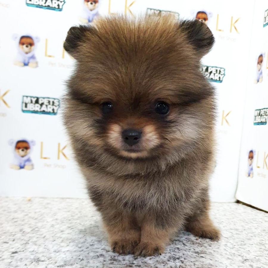 Pomeranian Puppy (Female) For Sale