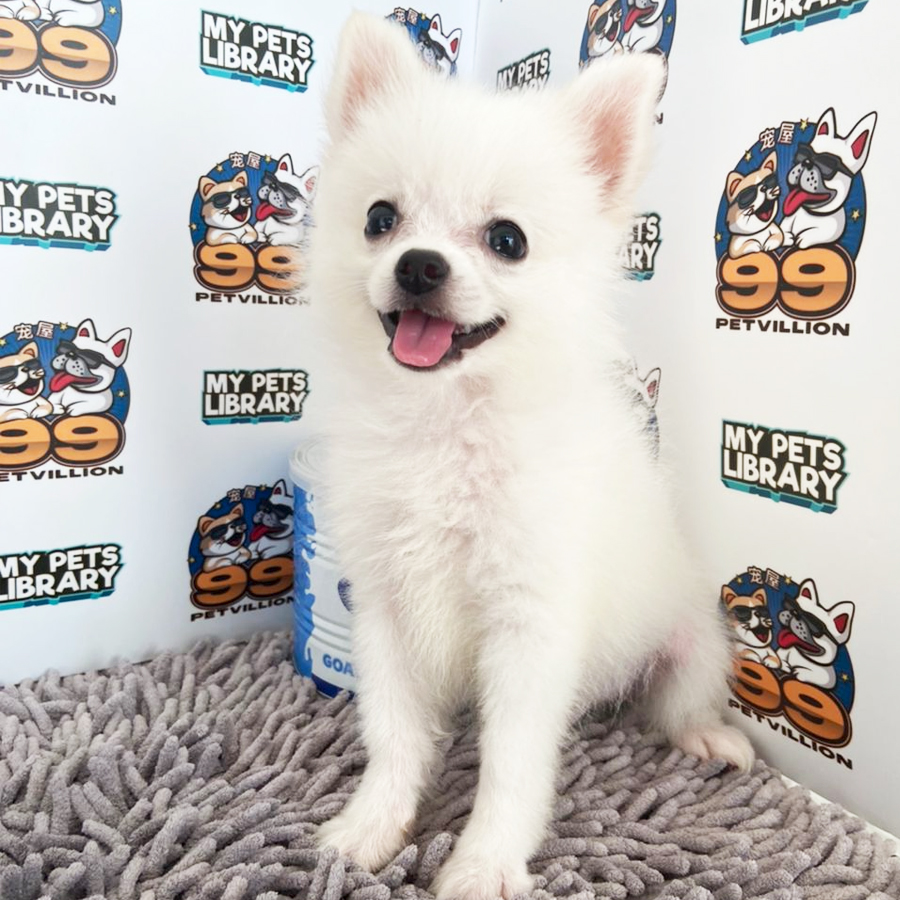 Super Tiny Pomeranian Puppy (Male) For Sale