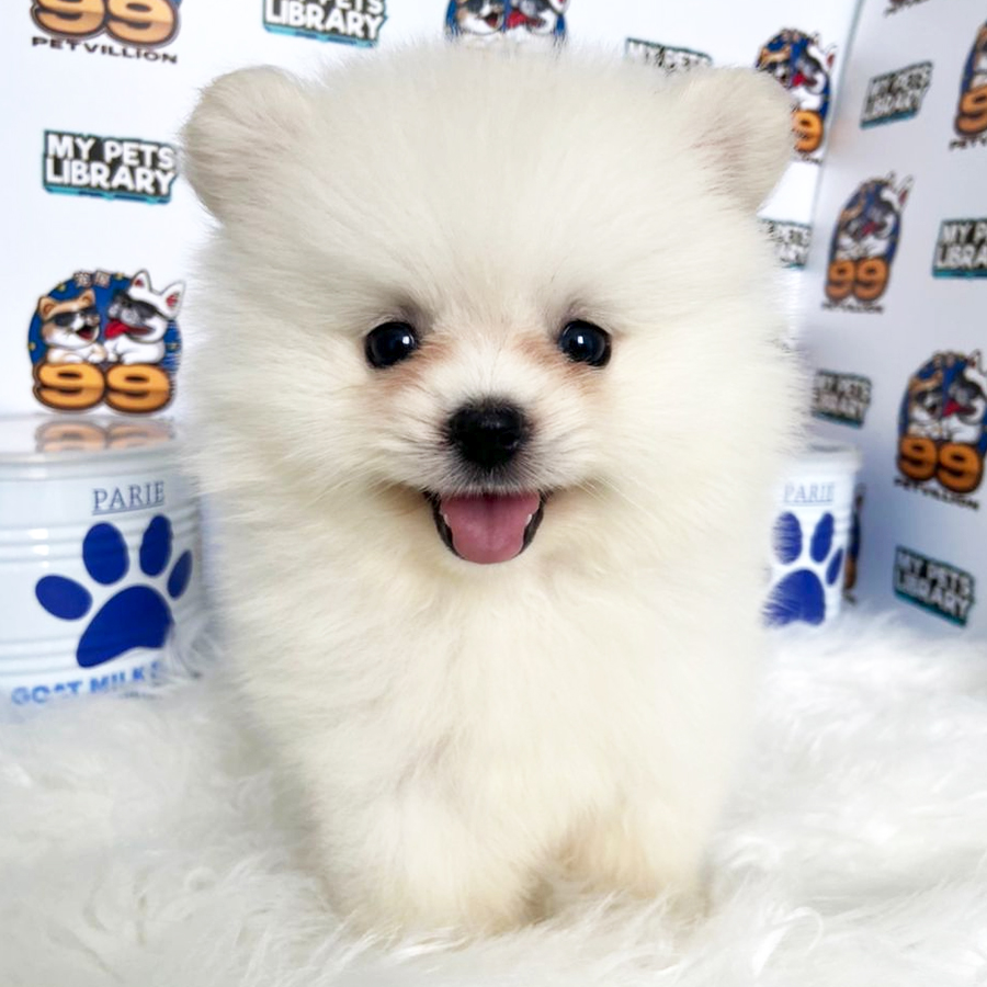 Super Tiny Pomeranian Puppy (Female) For Sale
