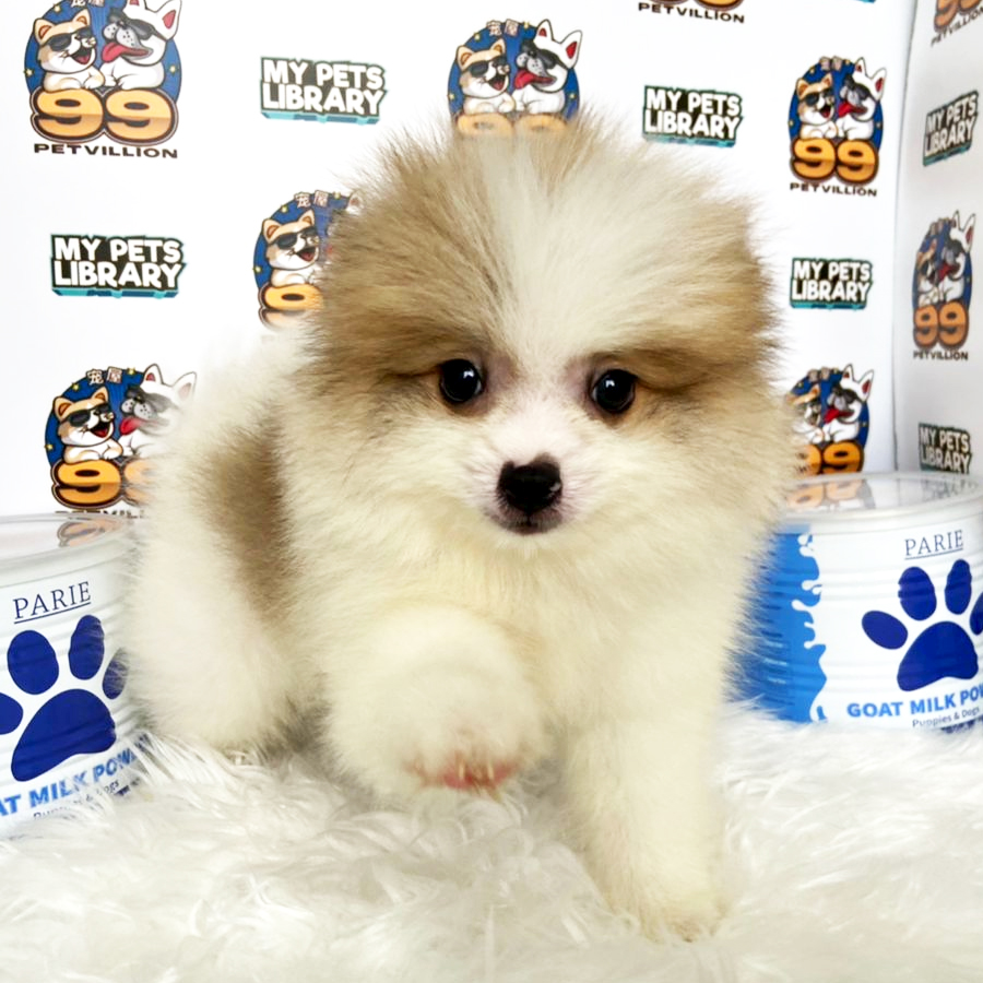 Tiny Pomeranian Puppy (Male) For Sale