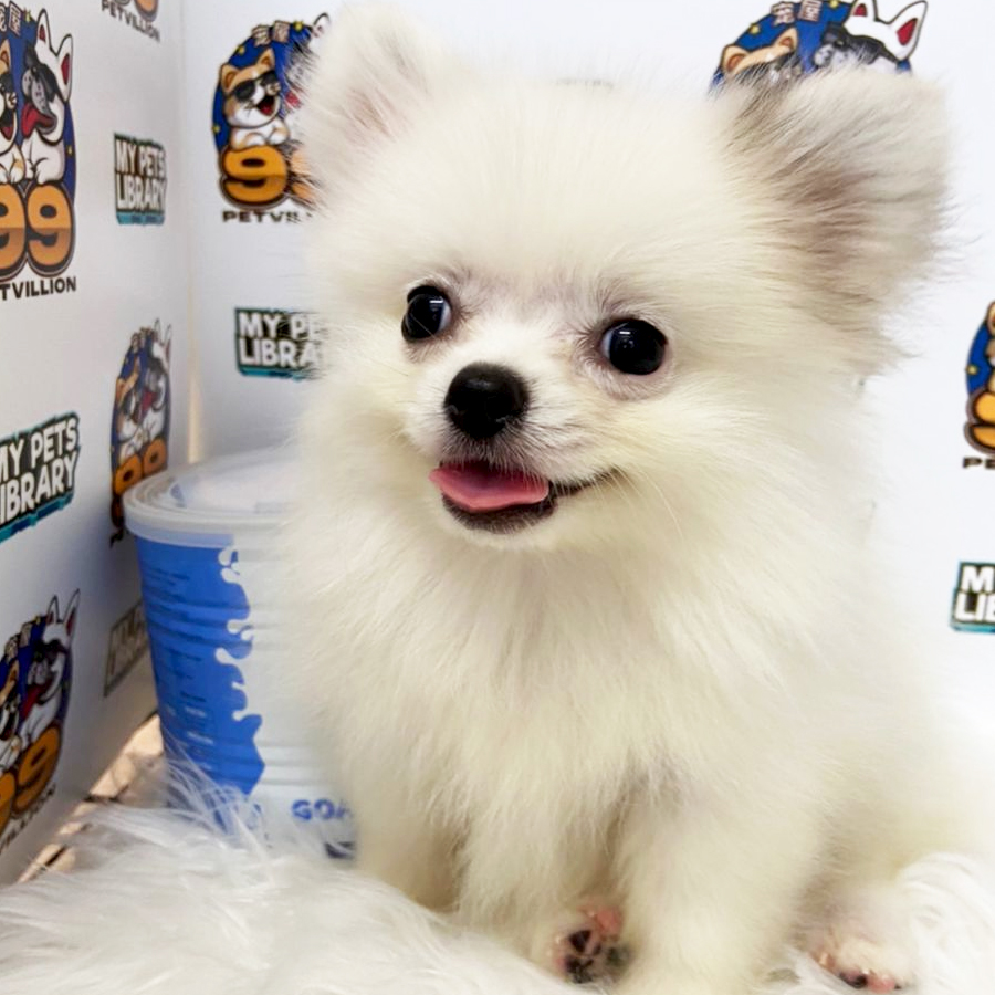 Tiny Pomeranian Puppy (Female) For Sale