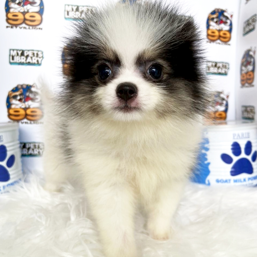 Super Tiny Pomeranian Puppy (Female) For Sale