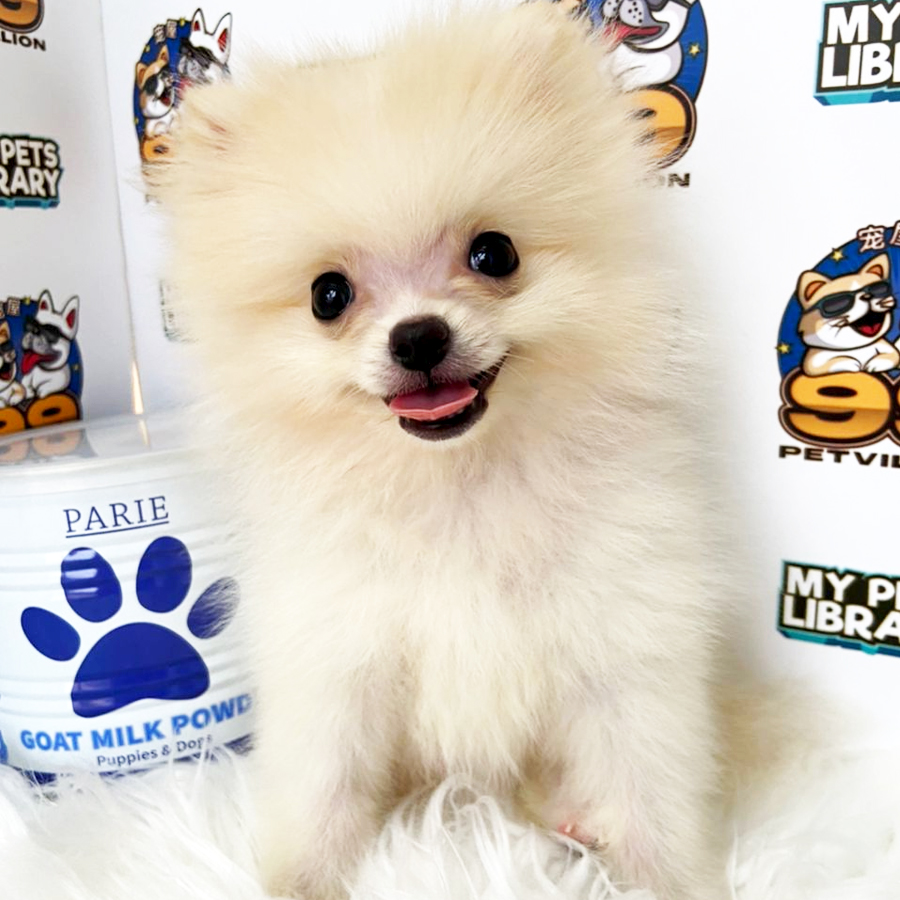 Super Tiny Pomeranian Puppy (Male) For Sale