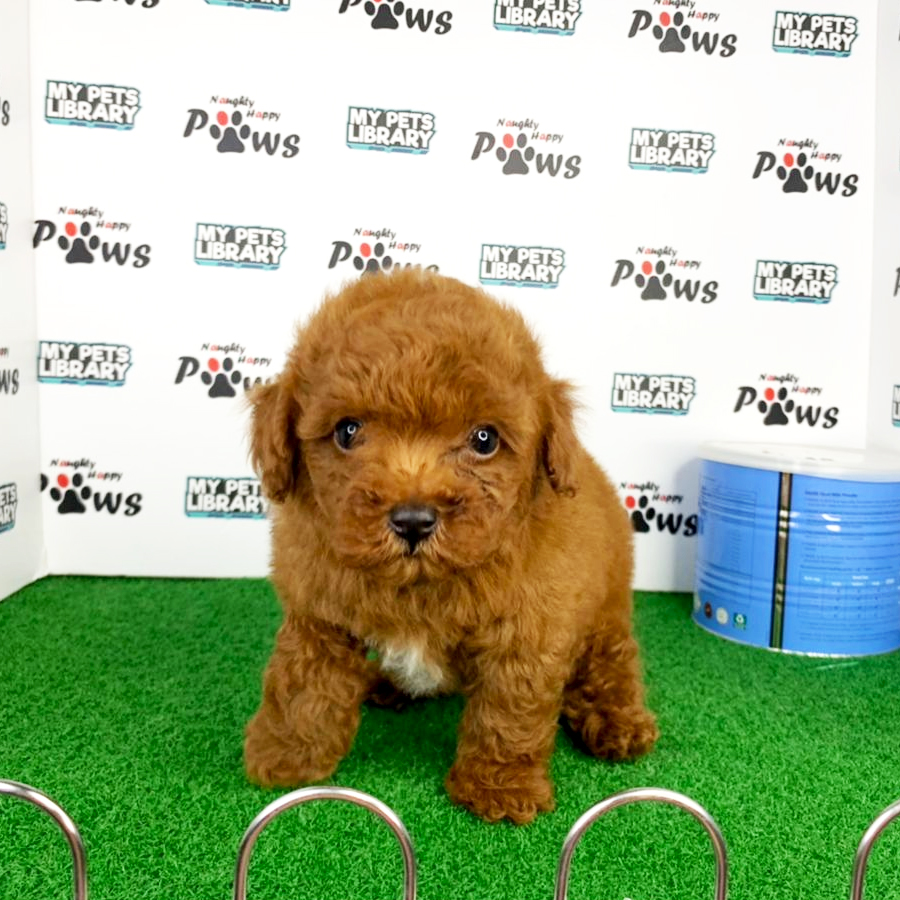 Toy Poodle Puppy (Male) For Sale