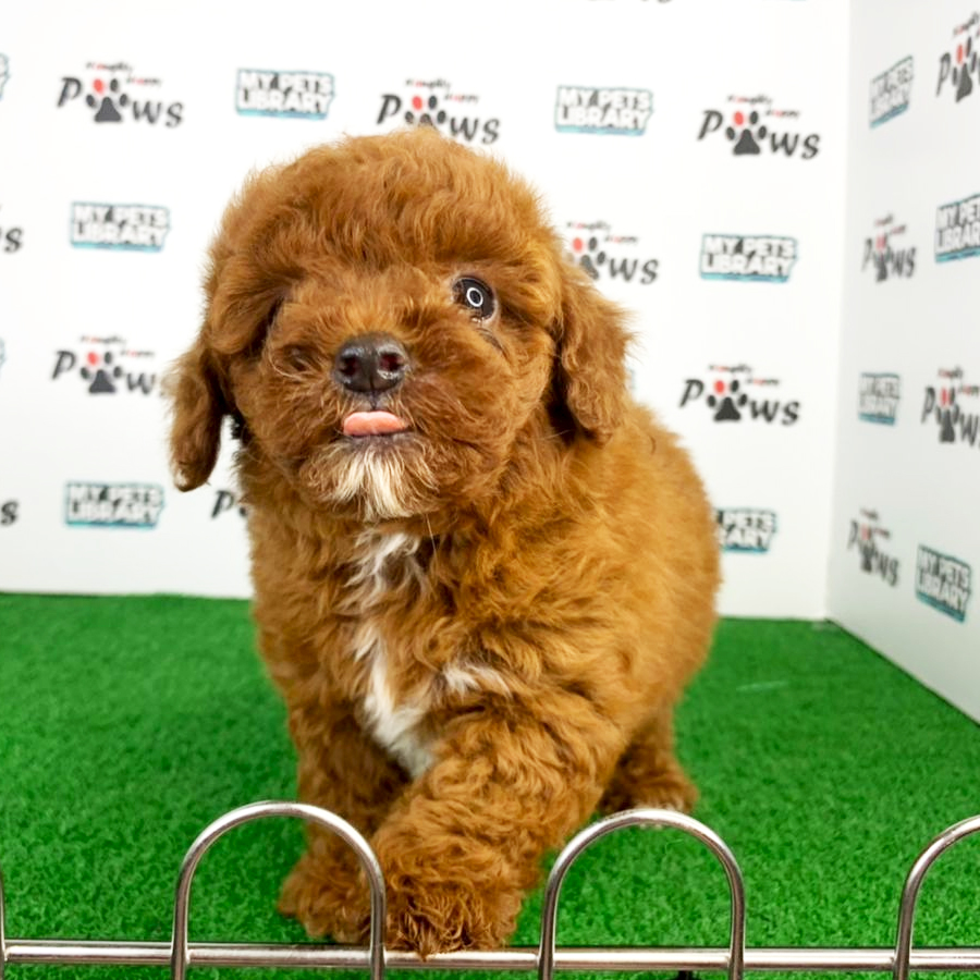 Toy Poodle Puppy (Female) For Sale