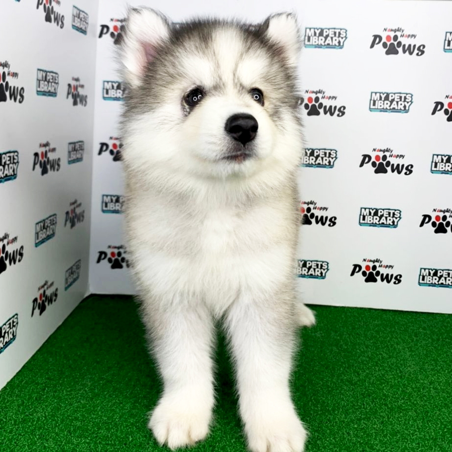 Wooly Husky Puppy (Female) For Sale