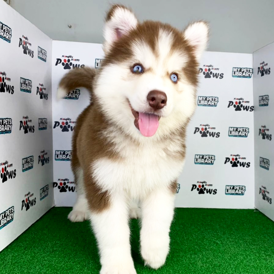 Wooly Husky Puppy (Female) For Sale