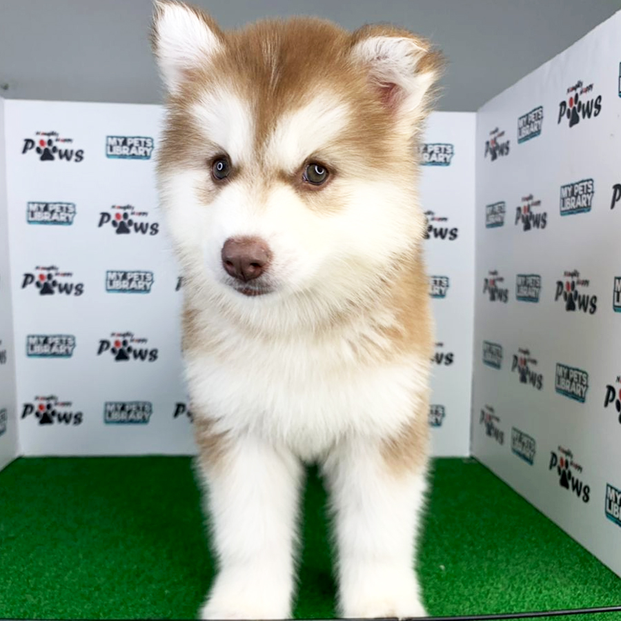Wooly Husky Puppy (Female) For Sale