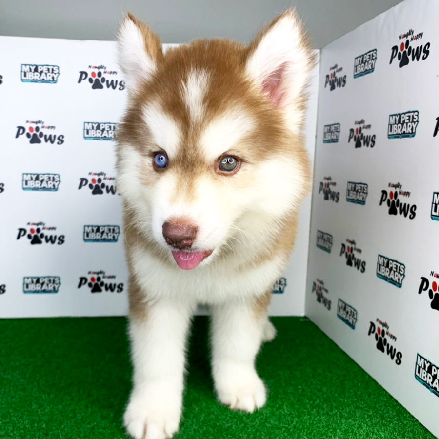 Wooly Husky Puppy (Female) For Sale