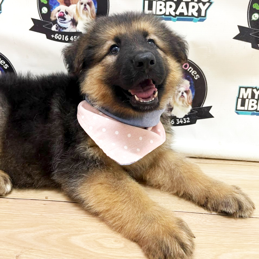 German Shepherd Puppy (Female) For Sale