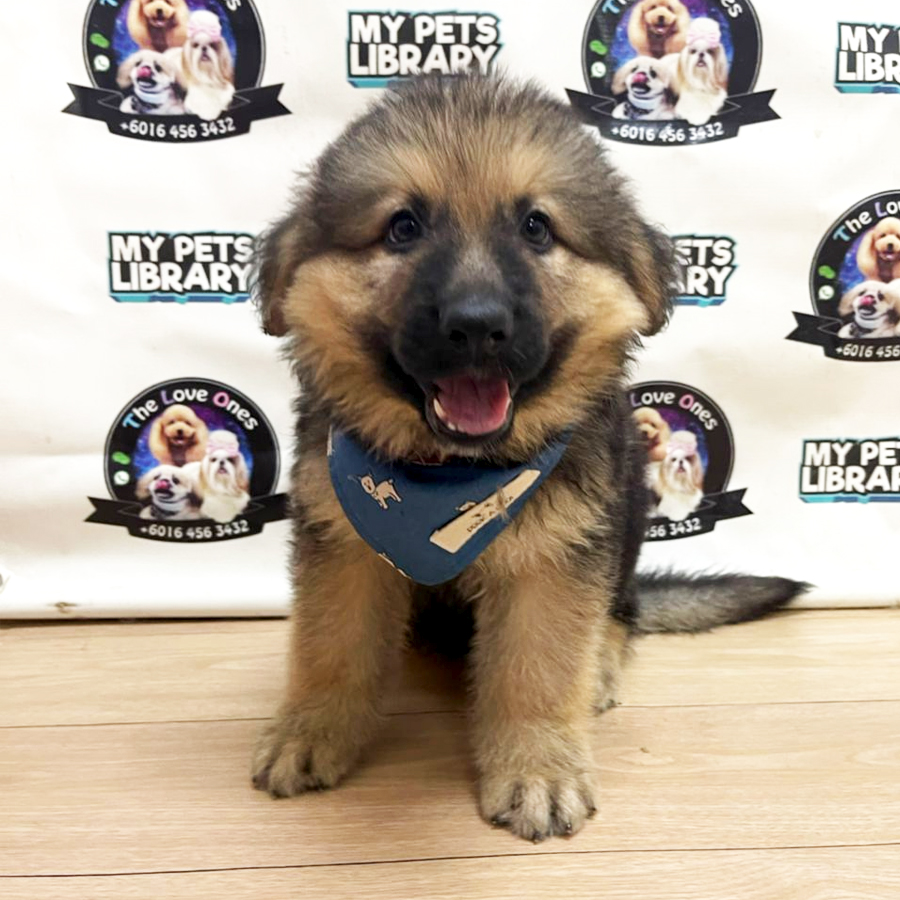German Shepherd Puppy (Male) For Sale