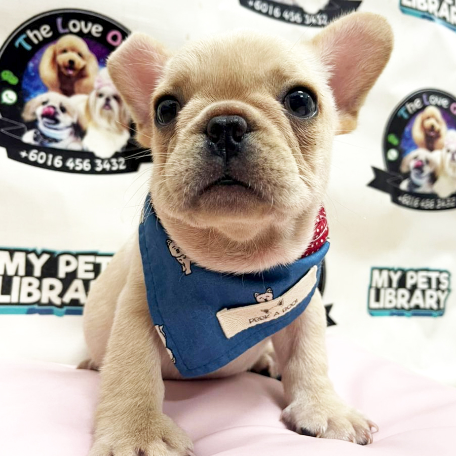 French Bulldog Puppy (Male) For Sale