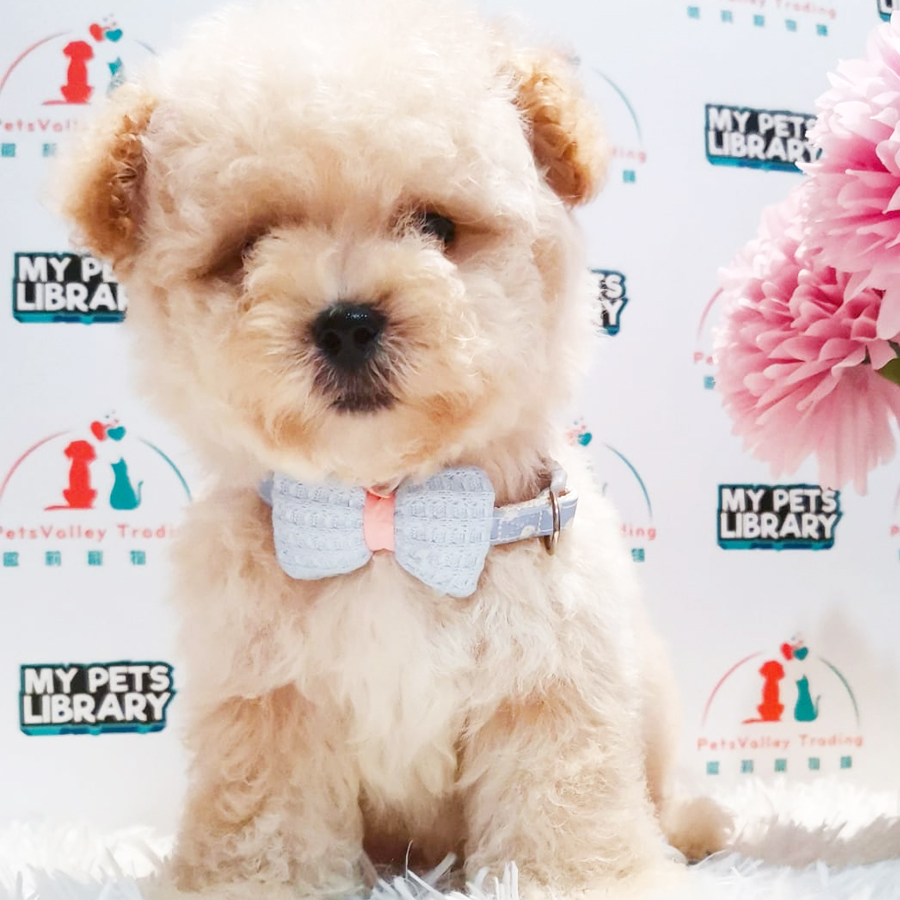 Toy Poodle Puppy (Male) For Sale