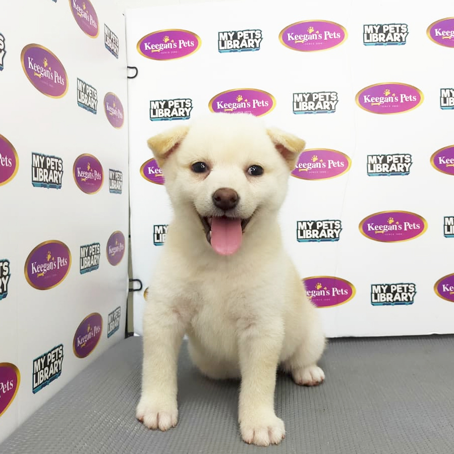 MKA Shiba Inu Puppy (Female) For Sale