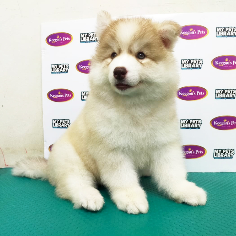 Wooly Husky Puppy (Female) For Sale