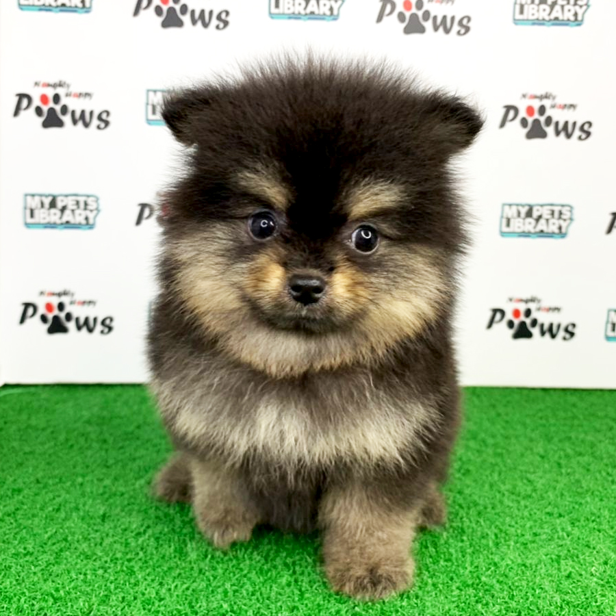 Pomeranian Puppy (Female) For Sale