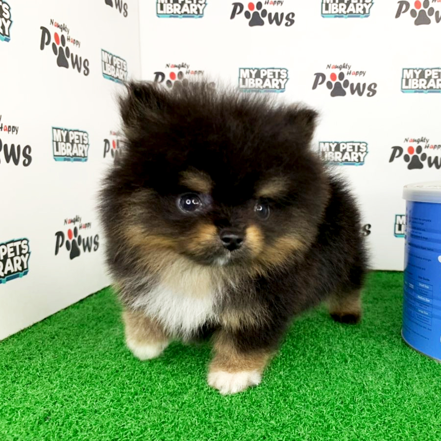 Pomeranian Puppy (Male) For Sale