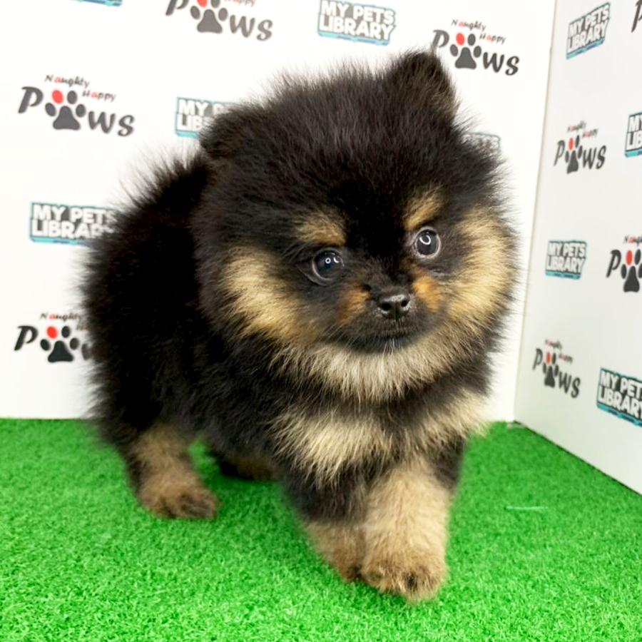 Pomeranian Puppy (Male) For Sale