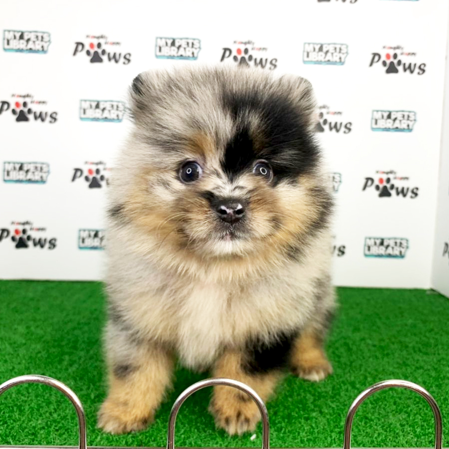 Pomeranian Puppy (Male) For Sale