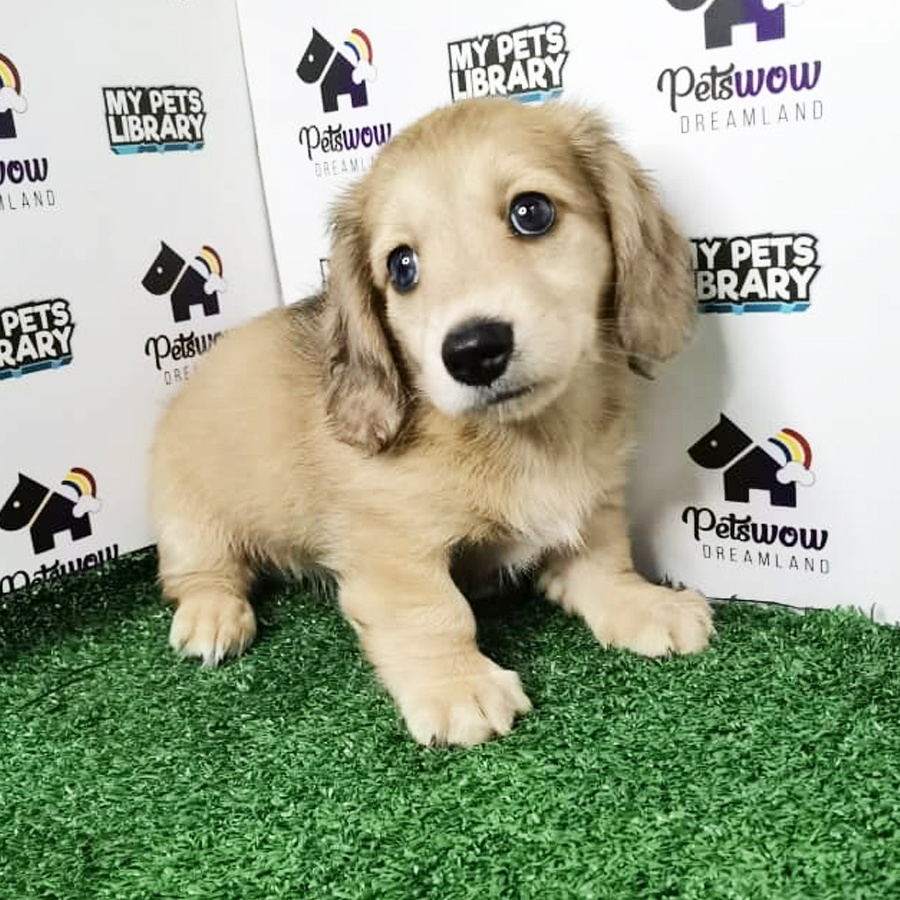 MKA Dachshund Puppy (Female) For Sale