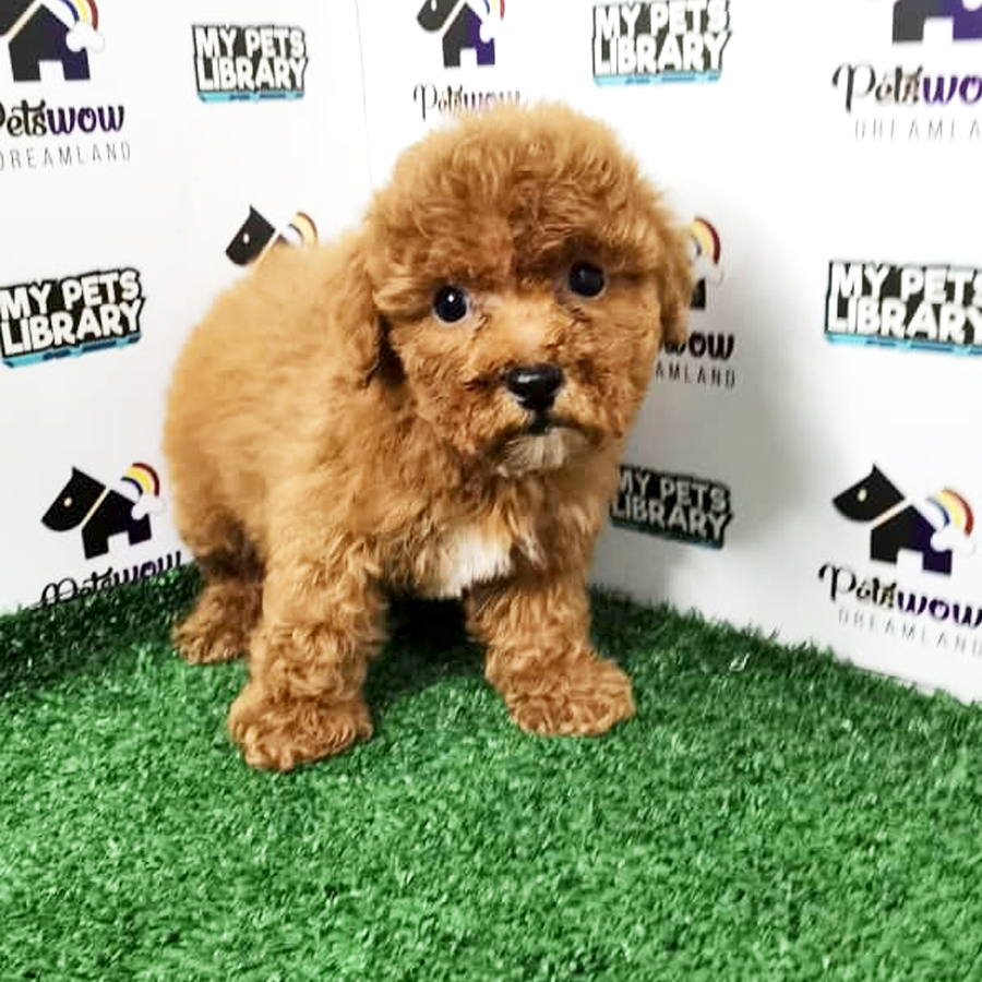 Toy Poodle Puppy (Male) For Sale