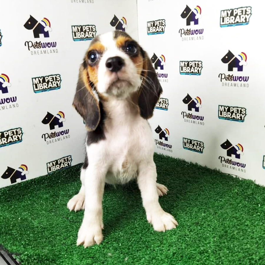 MKA Beagle Puppy (Female) For Sale
