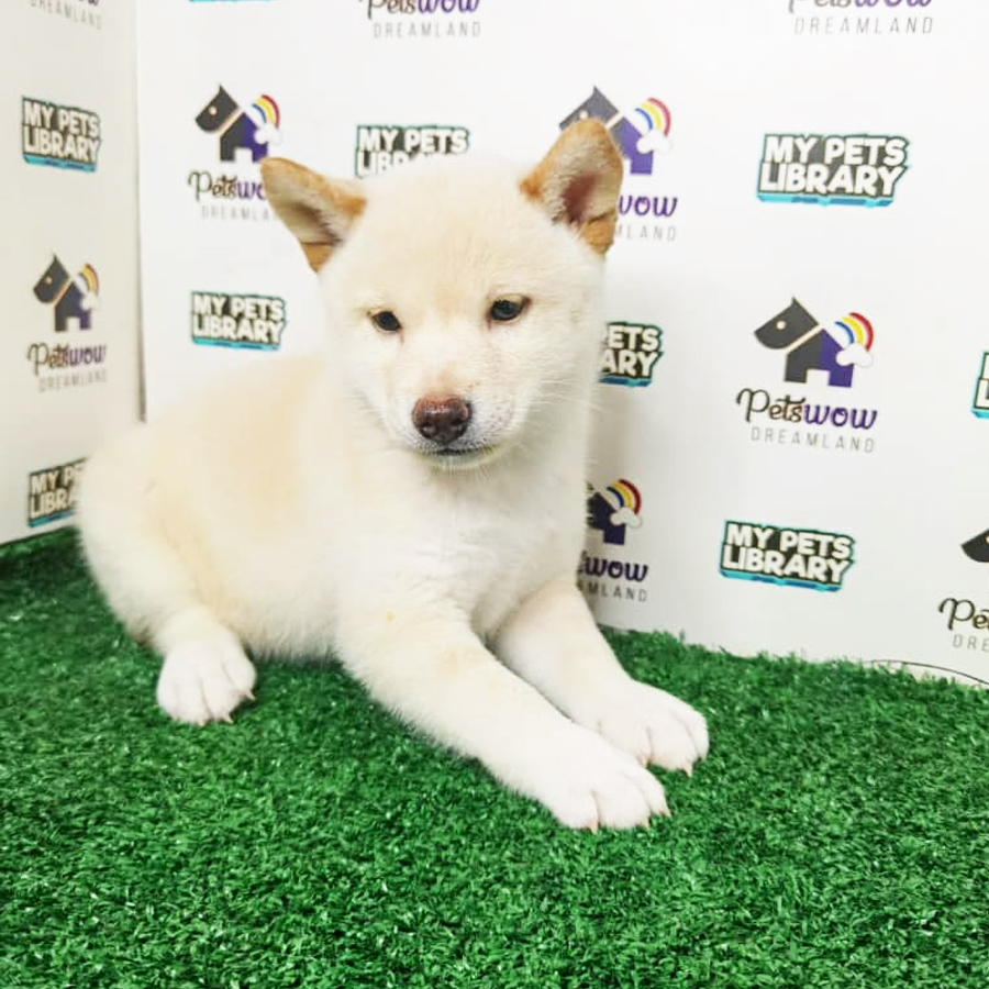 Shiba Inu Puppy (Female) For Sale
