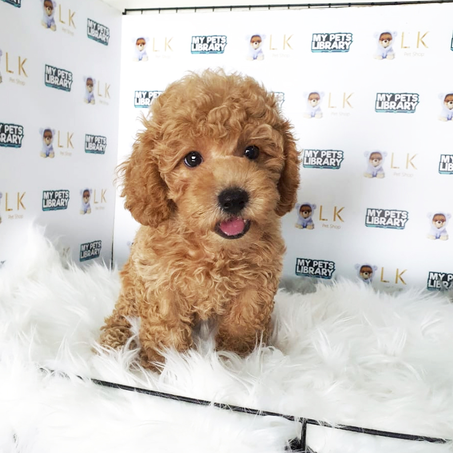 Toy Poodle Puppy (Male) For Sale