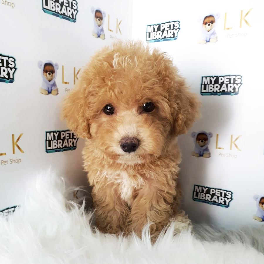 Toy Poodle Puppy (Male) For Sale