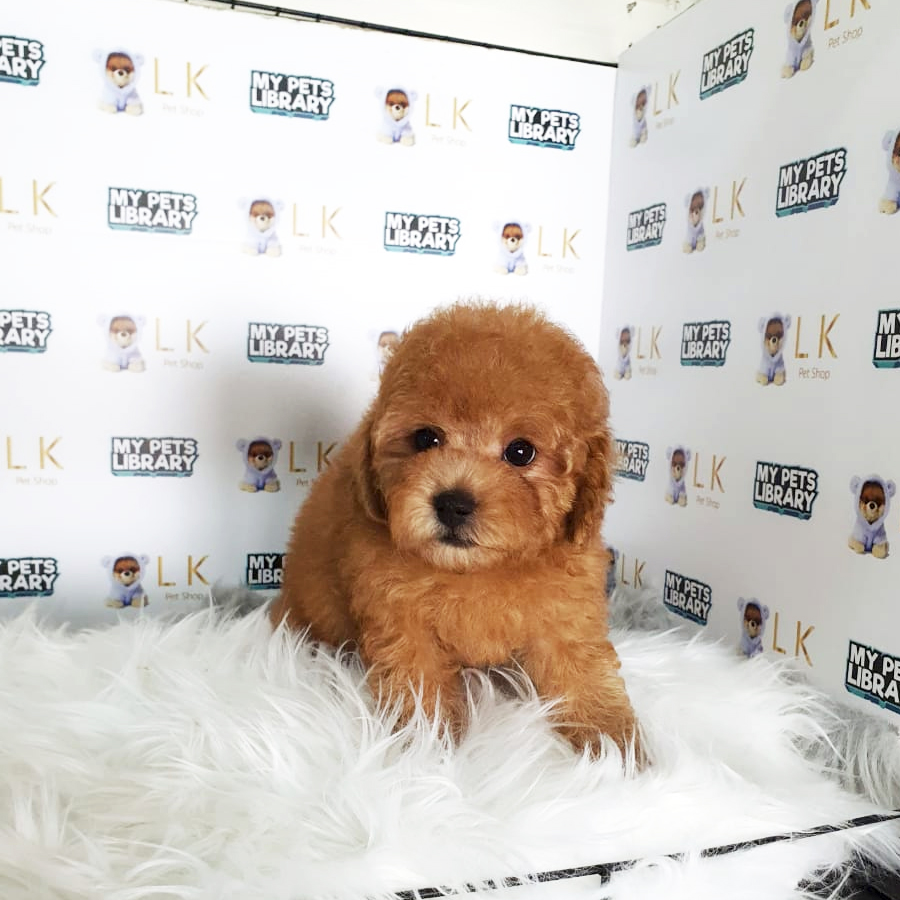 Toy Poodle Puppy (Male) For Sale