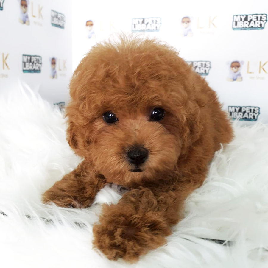 Toy Poodle Puppy (Male) For Sale