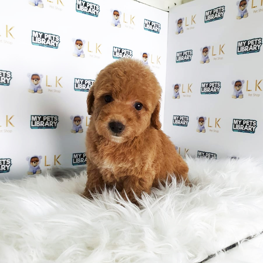 Toy Poodle Puppy (Male) For Sale
