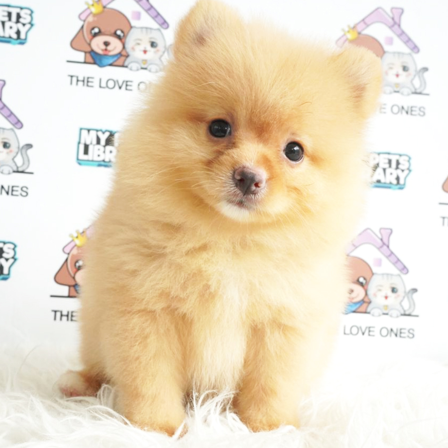 Pomeranian Puppy (Female) For Sale