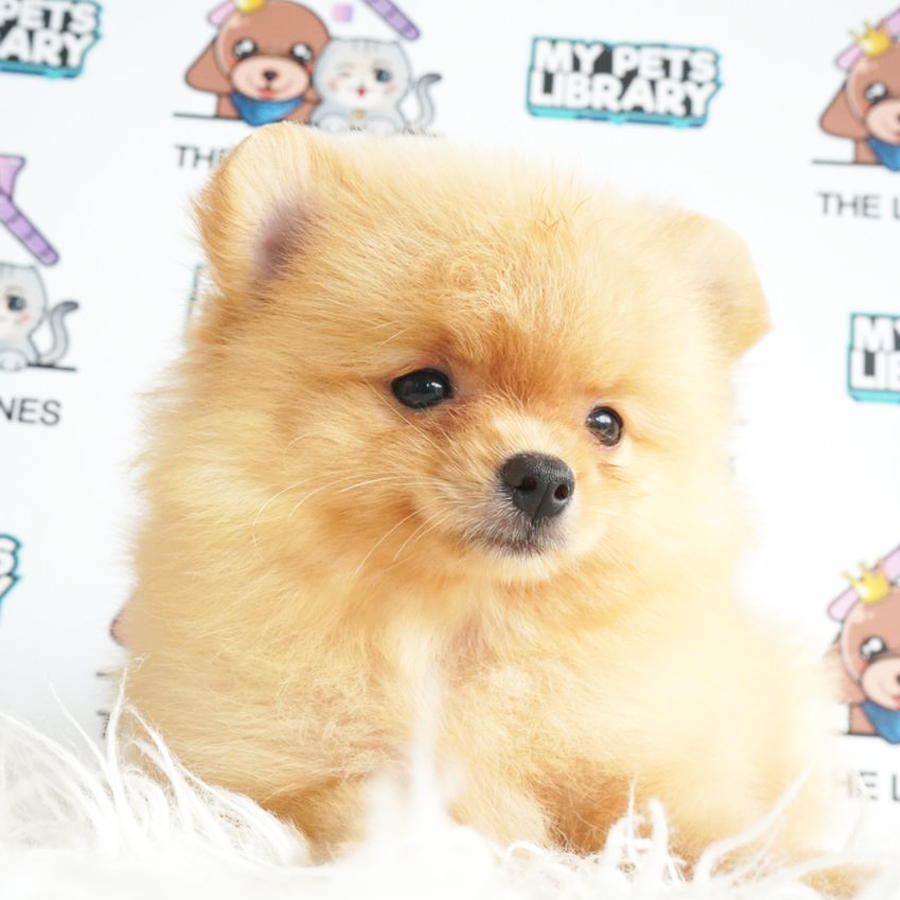 Pomeranian Puppy (Female) For Sale