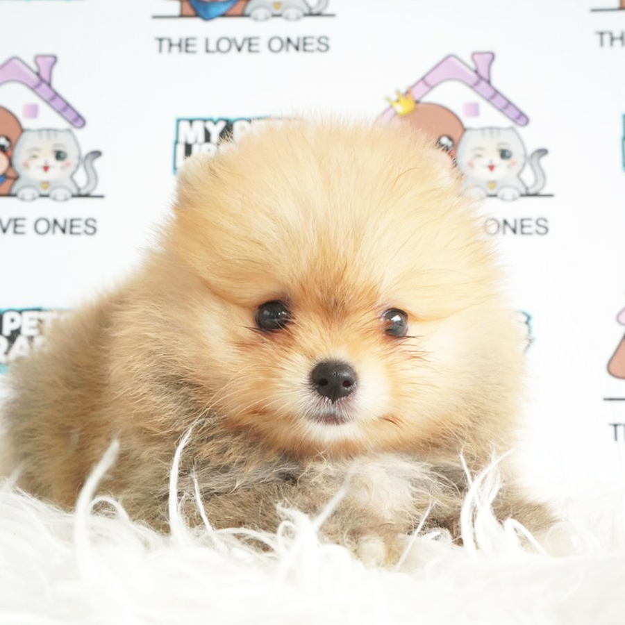 Pomeranian Puppy (Female) For Sale