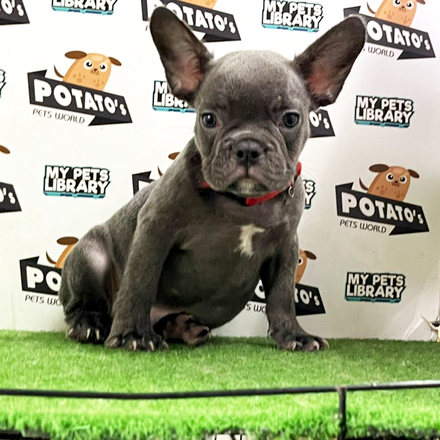 French Bulldog Puppy (Male) For Sale