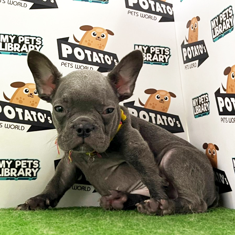 French Bulldog Puppy (Male) For Sale