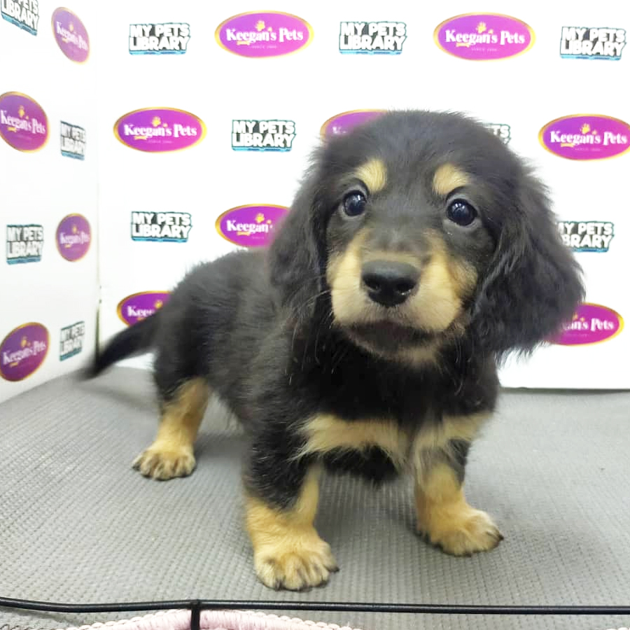 Dachshund Puppy (Male) For Sale